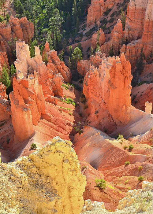 Bryce Canyon National Park Greeting Card featuring the photograph Hoodoo Gulley by Ray Mathis
