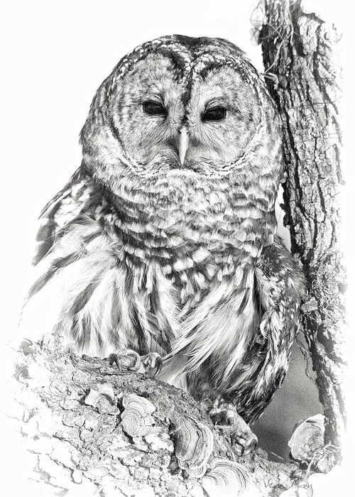 Strix Varia Greeting Card featuring the photograph Hoot Owl by Wade Aiken