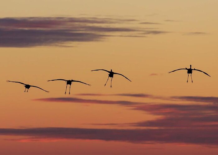 Birds Greeting Card featuring the photograph Horicon Marsh Cranes #4 by Paul Schultz