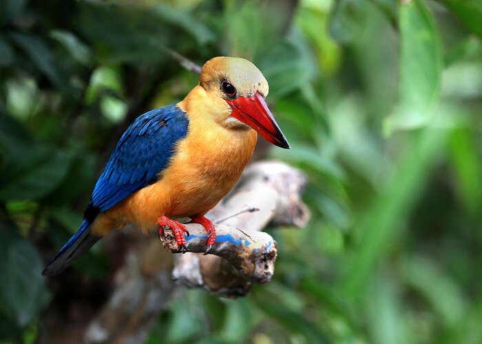  Greeting Card featuring the photograph Stork-billed Kingfisher by Darcy Dietrich