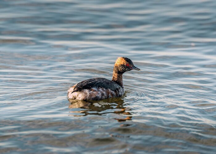 Horned Grebe Greeting Card featuring the photograph Horned Grebe swimming in the Chesapeake Bay by Patrick Wolf