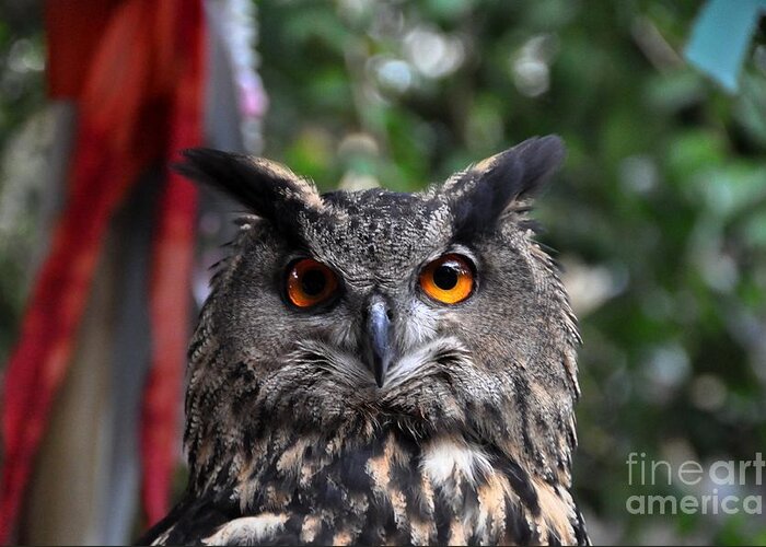 Owl Greeting Card featuring the photograph Horned Owl by John Black