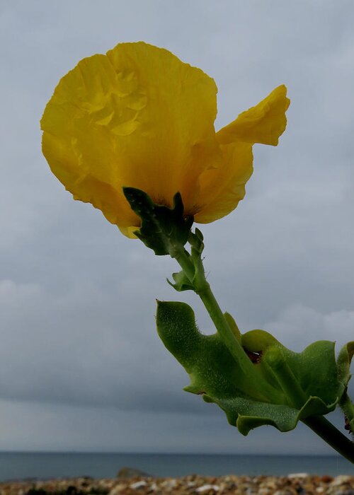 Horned Poppy Greeting Card featuring the photograph Horned Poppy by John Topman