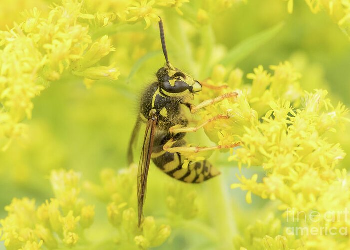 Insect Greeting Card featuring the photograph Hornet on Goldenrod by Nikki Vig