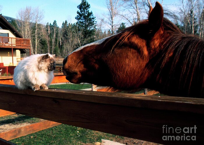 Usa Greeting Card featuring the photograph Horse and Cat Nuzzle by Thomas R Fletcher