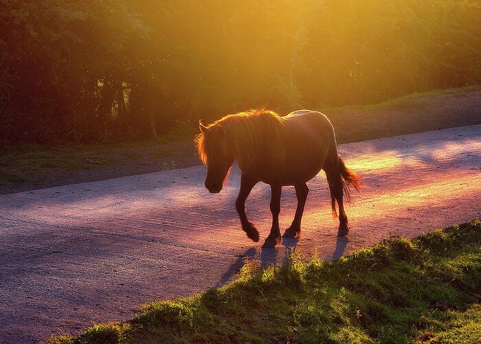 Horse Greeting Card featuring the photograph Horse Crossing The Road At Sunset by Mikel Martinez de Osaba