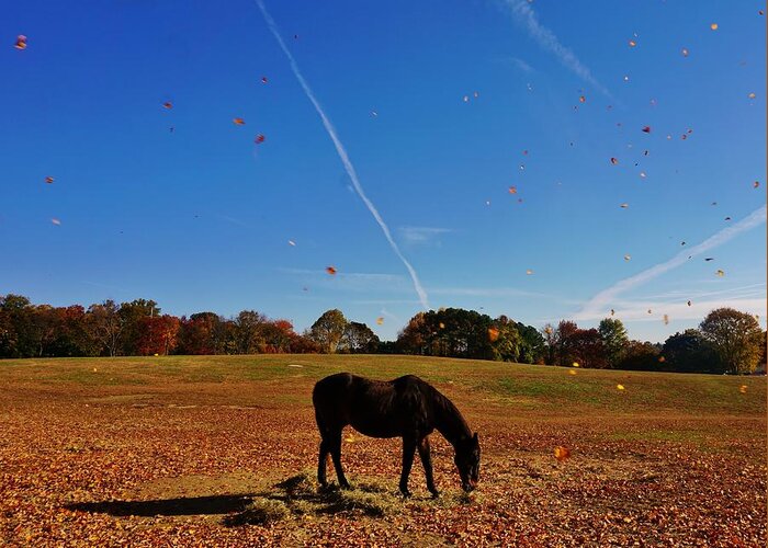 Horse Greeting Card featuring the photograph Horse Farm in the Fall by Ed Sweeney