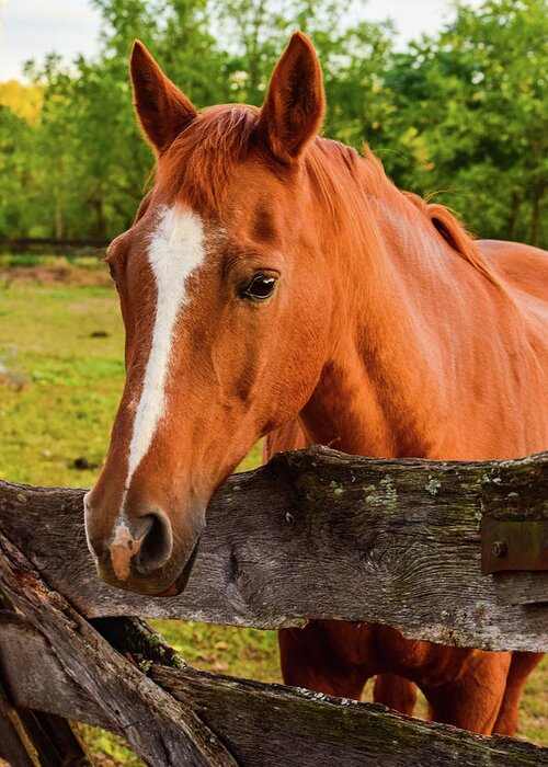 Horse Greeting Card featuring the photograph Horse Friends by Nicole Lloyd