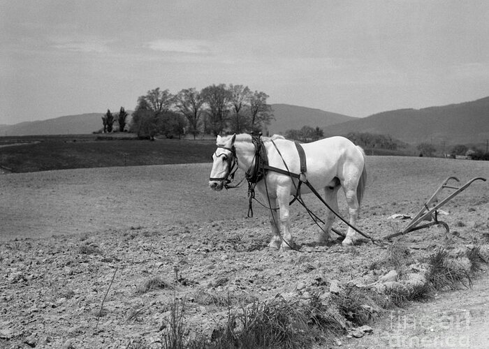 1930s Greeting Card featuring the photograph Horse Harnessed To Hand Plow, C.1930s by H. Armstrong Roberts/ClassicStock