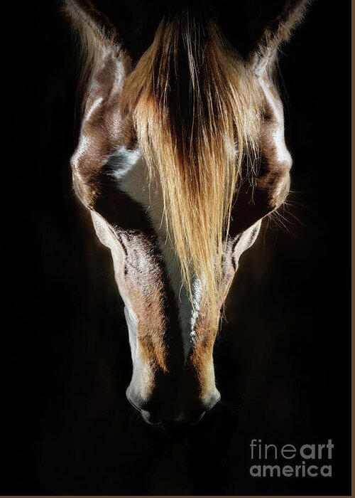 Horse Greeting Card featuring the photograph Horse head portrait by Dimitar Hristov