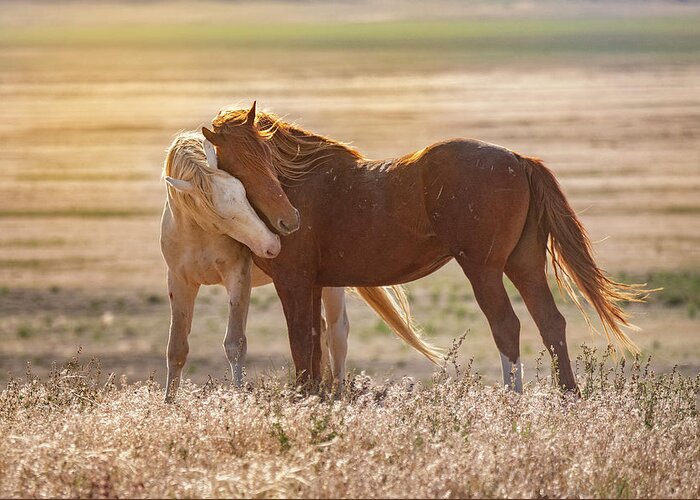 Horses Greeting Card featuring the photograph Horse Love by Michael Ash
