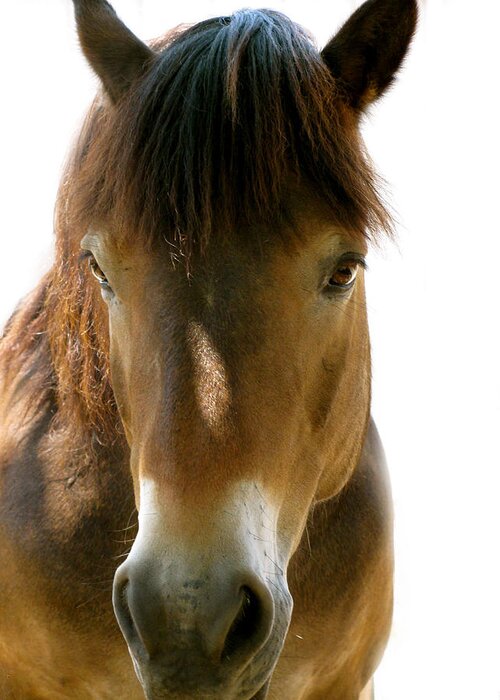 Beautiful Horse Greeting Card featuring the photograph Horse Of Course by Debra   Vatalaro