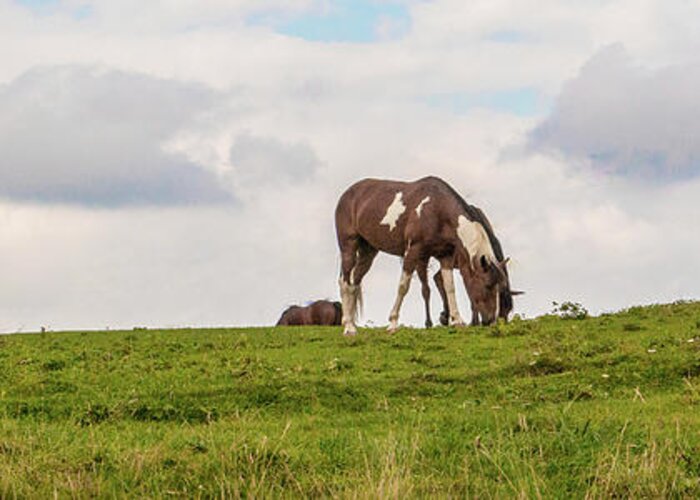 Horses Greeting Card featuring the photograph Horses and Clouds by D K Wall