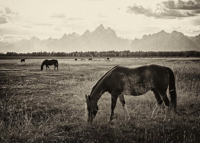 Horse Greeting Card featuring the photograph Horses and Tetons by Max Waugh