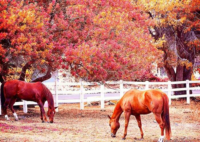 Horses Greeting Card featuring the photograph Horses, grazing by Camille Lopez