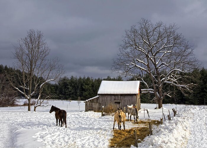 Barn Greeting Card featuring the photograph Horses in Snow by Ken Barrett