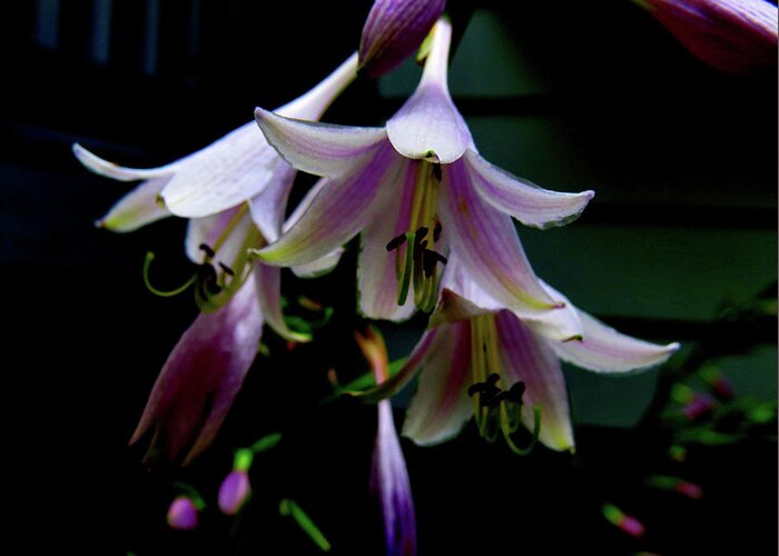 Purple Blossoms Greeting Card featuring the photograph Hostas Blossoms by Linda Stern