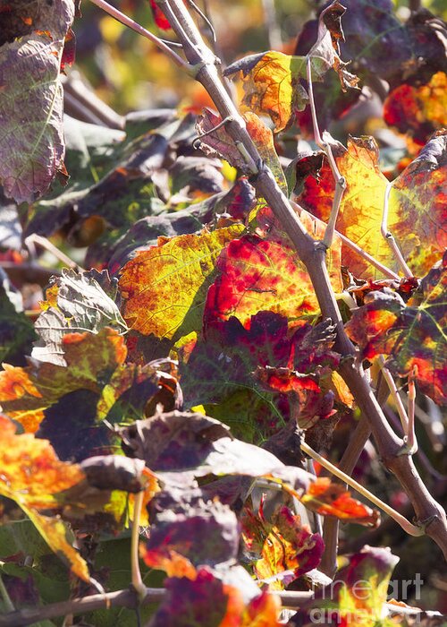 Autumn Greeting Card featuring the photograph Hot autumn colors in the vineyard 02 by Arik Baltinester