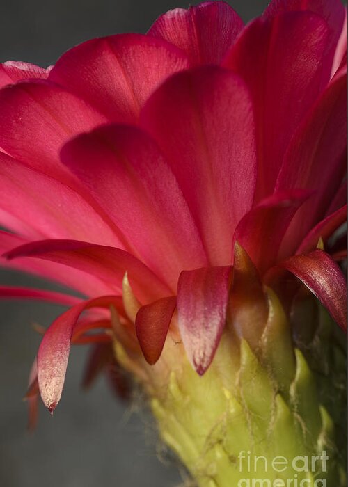 Pink Cactus Flower Greeting Card featuring the photograph Hot Pink Cactus Flower by Tamara Becker