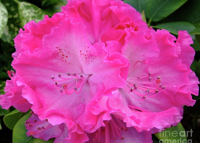 Pink Greeting Card featuring the photograph Hot Pink Rhoda by Julia Underwood