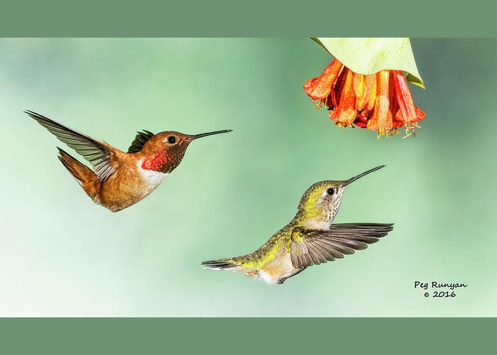 Hummingbirds Greeting Card featuring the photograph Hot Wings by Peg Runyan