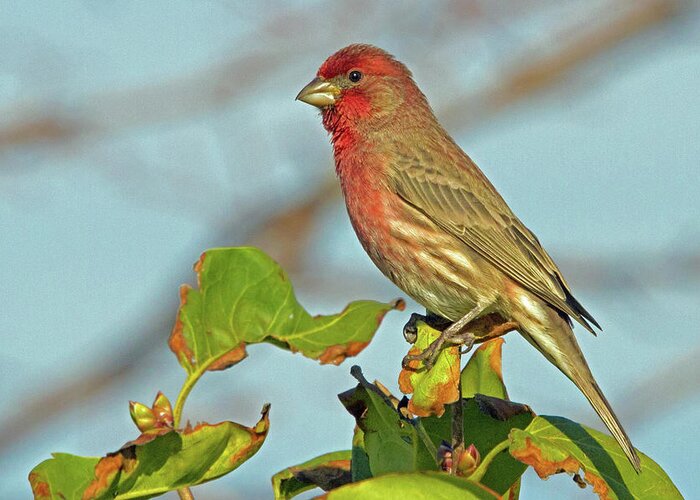 House Finch Greeting Card featuring the photograph House Finch by David Freuthal