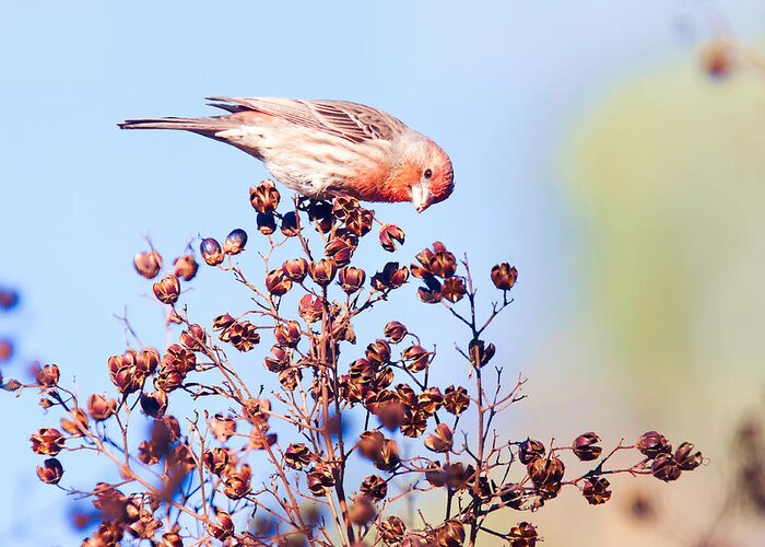 House Finch Greeting Card featuring the photograph House Finch by Ram Vasudev