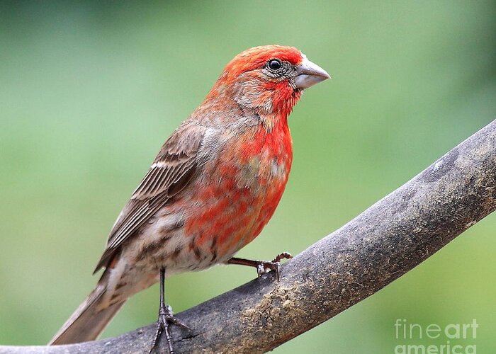 Wingsdomain Greeting Card featuring the photograph House Finch by Wingsdomain Art and Photography