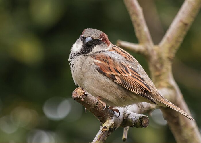 Nature Greeting Card featuring the photograph HOuse Sparrow by Wendy Cooper