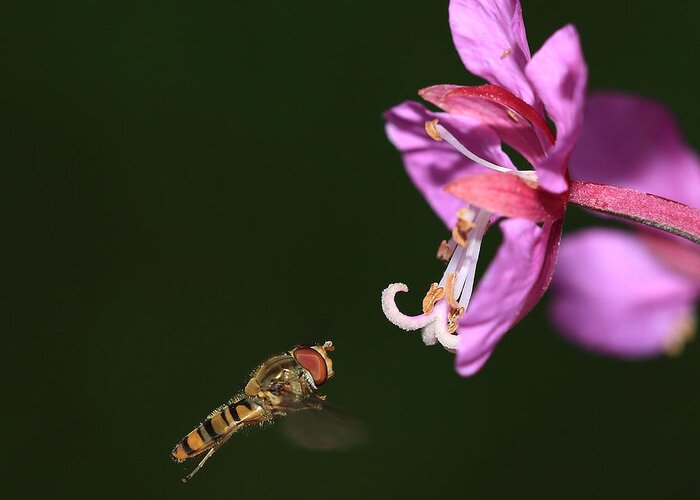 Hoverfly Greeting Card featuring the photograph Hoverfly in flight by Maria Gaellman