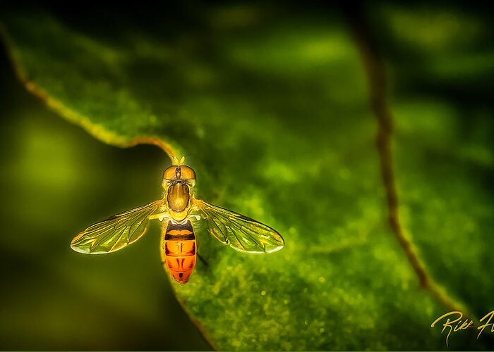 Animals Greeting Card featuring the photograph Hoverfly in Morning Light by Rikk Flohr
