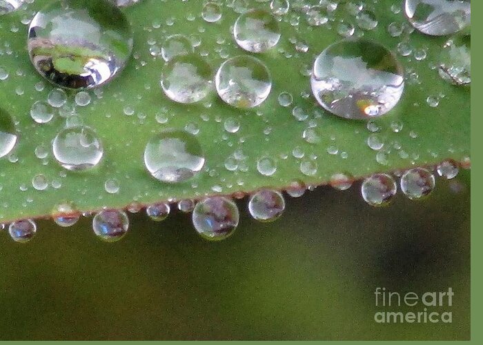 Water Greeting Card featuring the photograph How Many Raindrops Can A Leaf Holds. by Kim Tran