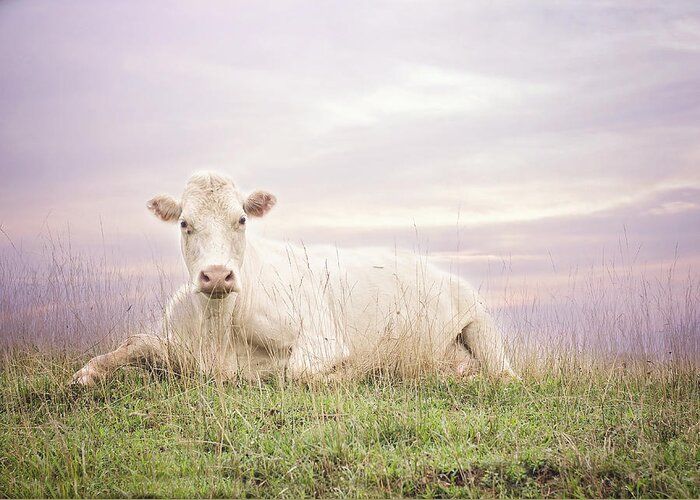 White Cow Greeting Card featuring the photograph How Now White Cow by Heather Applegate