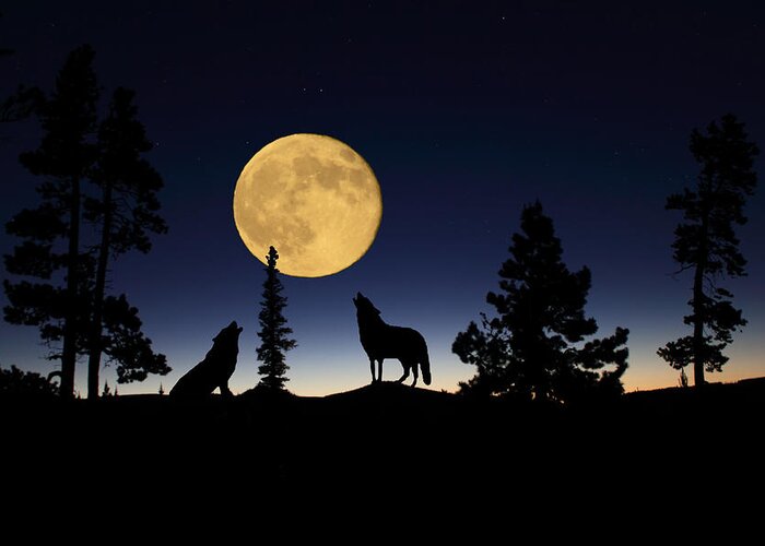 Carnivore Greeting Card featuring the photograph Howling at the Moon by Shane Bechler