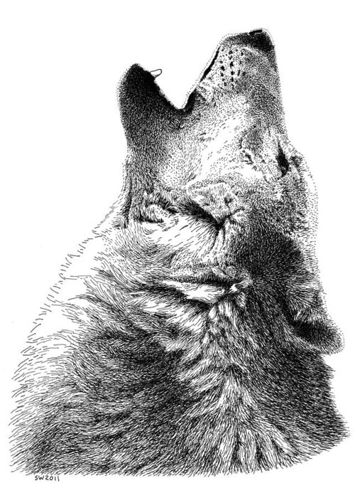 Howling Timber Wolf Greeting Card featuring the drawing Howling Timber Wolf by Scott Woyak