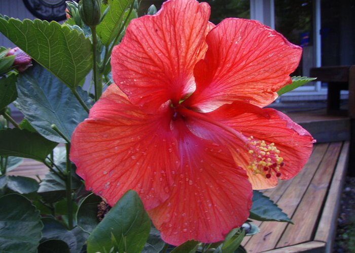 Iris Greeting Card featuring the photograph Huge Hibiscus by Tim Donovan