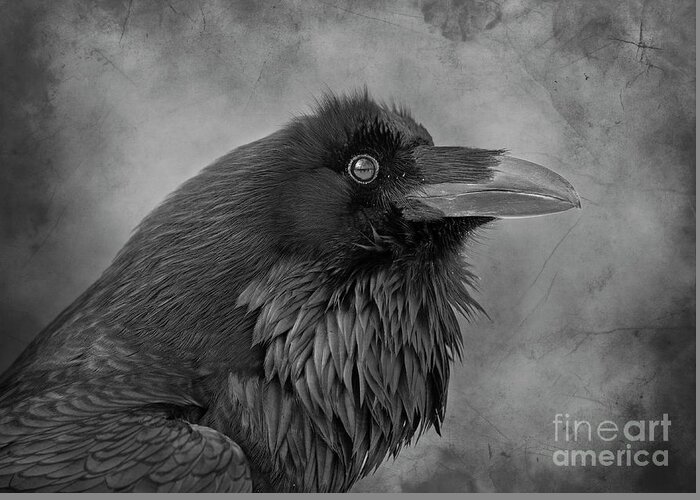 Nina Stavlund Greeting Card featuring the photograph Huginn... by Nina Stavlund