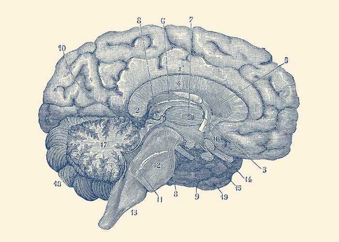 Frontal Lobe Greeting Card featuring the drawing Human Brain Anatomy Diagram by Vintage Anatomy Prints