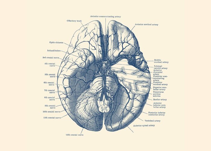 Brain Greeting Card featuring the drawing Human Brain Diagram - Anatomy Poster by Vintage Anatomy Prints