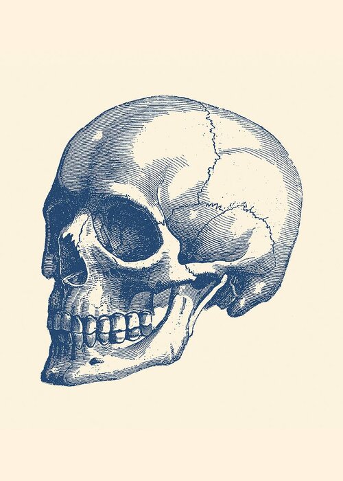Skeleton Greeting Card featuring the drawing Human Skull - Vintage Anatomy Poster by Vintage Anatomy Prints