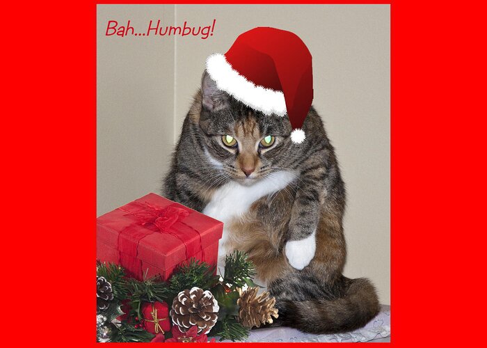 Cat Greeting Card featuring the photograph Humbug by Cathy Kovarik