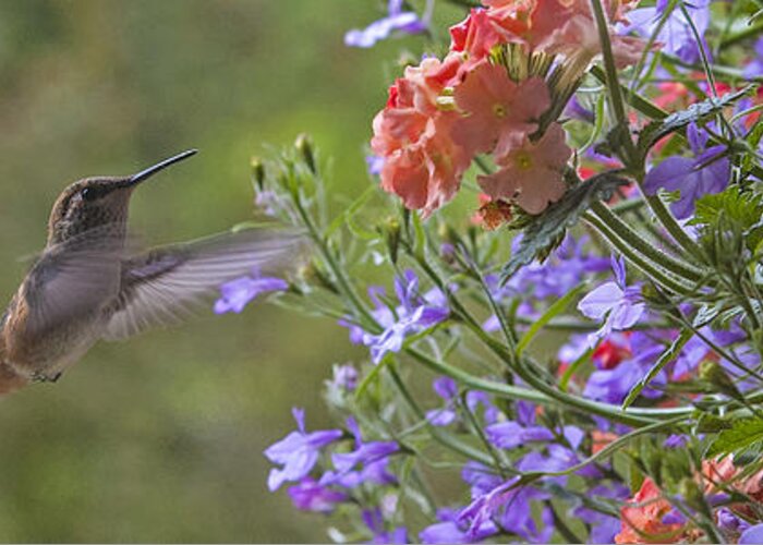 Hummingbird Greeting Card featuring the photograph Hummer with Peach Geranium by Chuck Flewelling