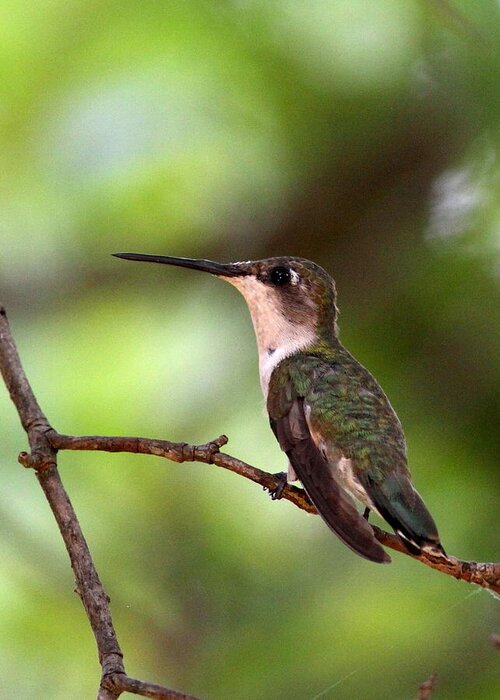5x7 Greeting Card featuring the photograph Hummingbird - Afternoon Ruby by Travis Truelove