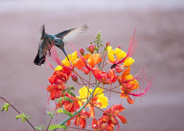 Tucson Greeting Card featuring the photograph Hummingbird at work by Dan McManus
