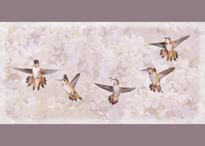 Hummingbirds Greeting Card featuring the photograph Hummingbird Flying Sequence II by Leda Robertson