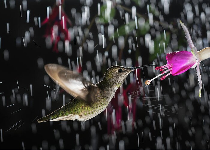 Action Greeting Card featuring the photograph Hummingbird hovering in rain with splash by William Lee