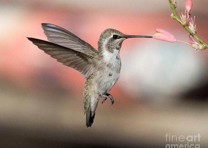 Hummingbird Greeting Card featuring the photograph Hummingbird in PInk by Lisa Manifold