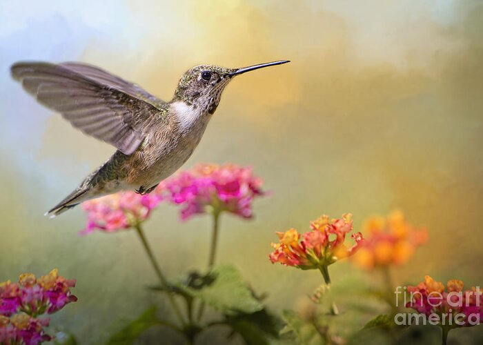 Hummingbird Greeting Card featuring the photograph Hummingbird in the Garden by Bonnie Barry
