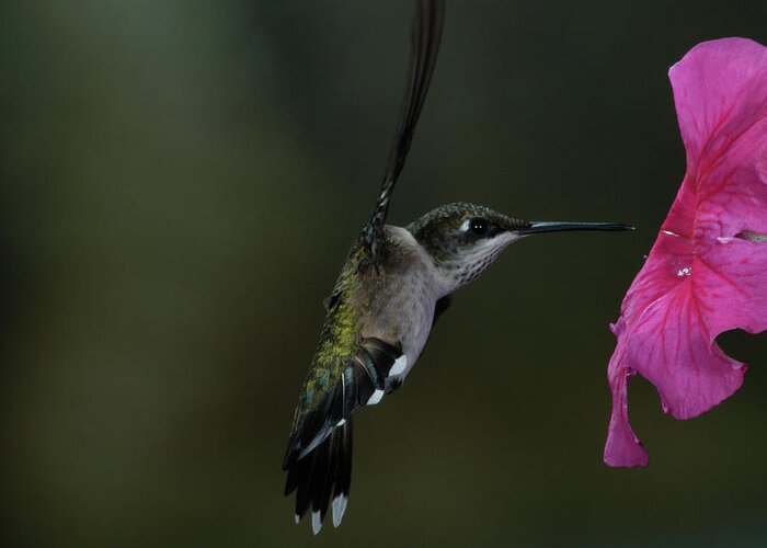 Humming Bird Greeting Card featuring the photograph Hummingbird by Mike Martin