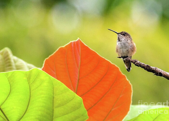 Orange Greeting Card featuring the photograph Hummingbird Orange Leaf by Lisa Manifold